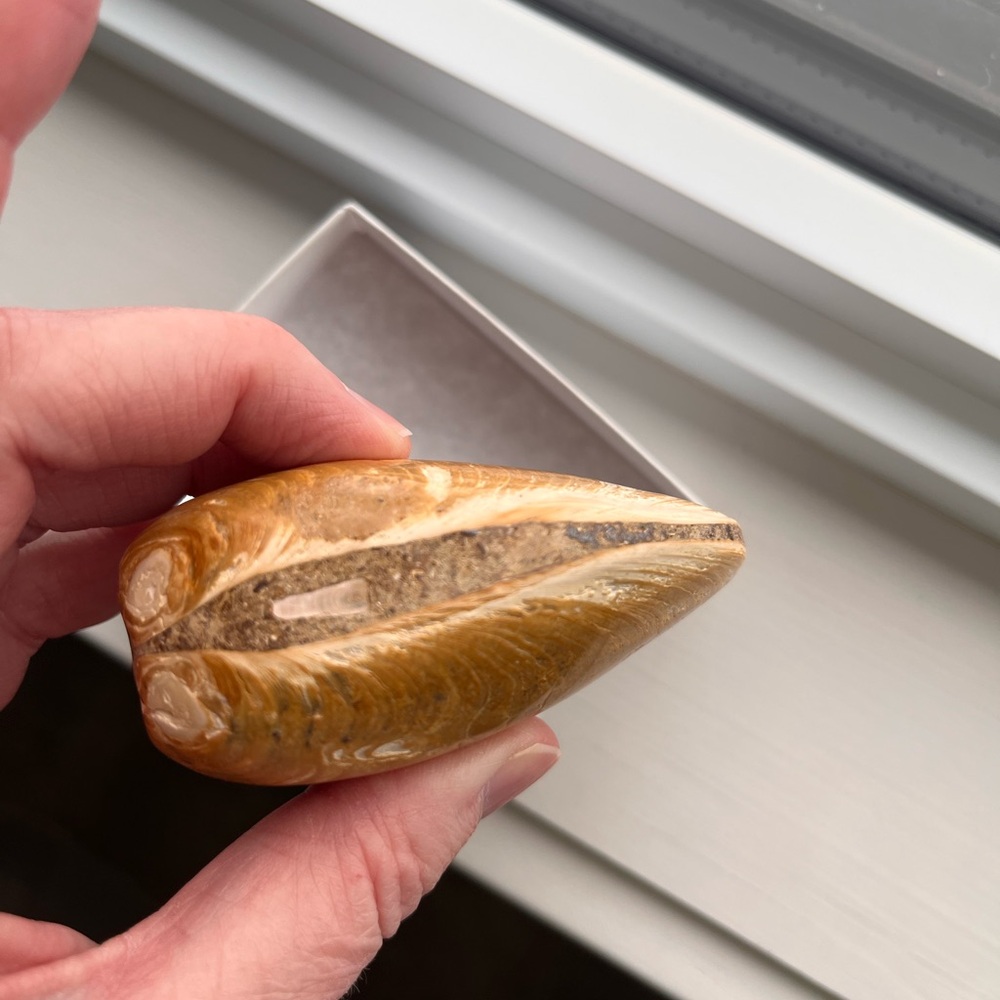 Fossilized Seashell or clam shell type - for the nature collector - Picture 2 of 6